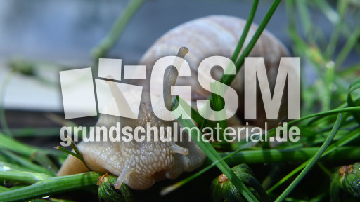 Weinbergschnecke_ (2).jpg